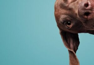 Perro