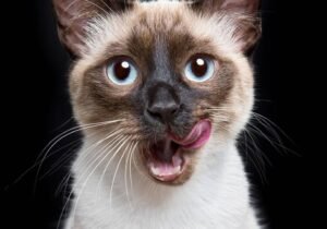 Gato
